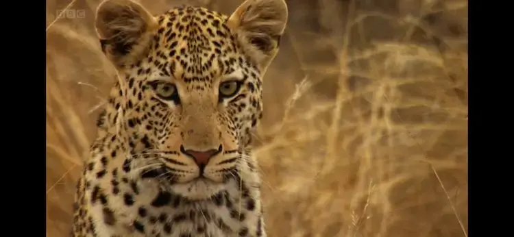 African leopard (Panthera pardus pardus) as shown in Africa - Kalahari